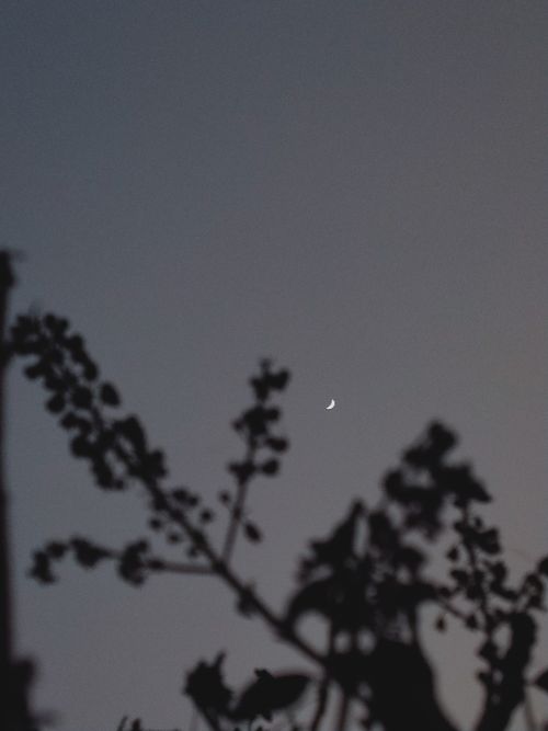Free A serene night sky with a crescent moon and silhouetted branches, perfect for tranquil themes. Stock Photo