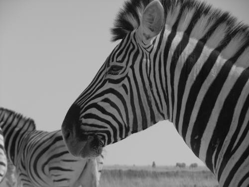 Free stock photo of zebra