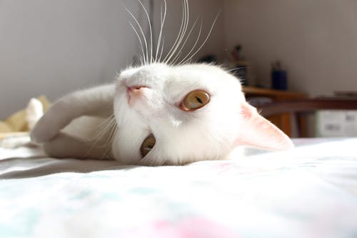 White Cat Lying on White Textile