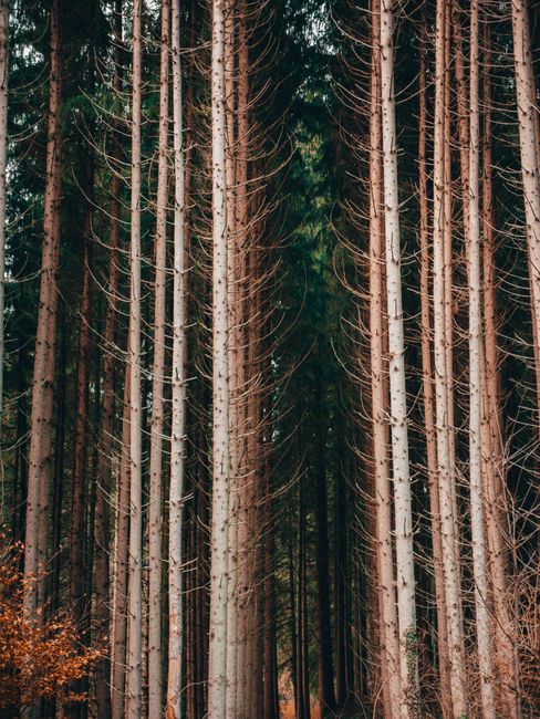 Tall coniferous trees in a scenic, leafless German forest create a mesmerizing view.
