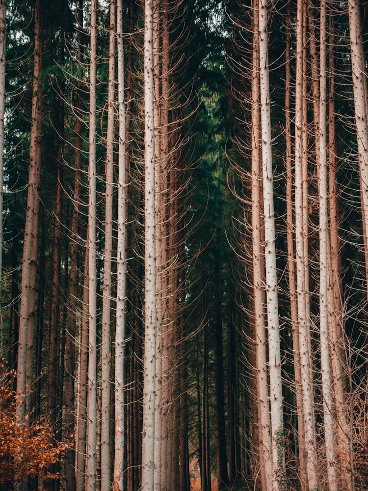 Brown Tall Leafless Trees