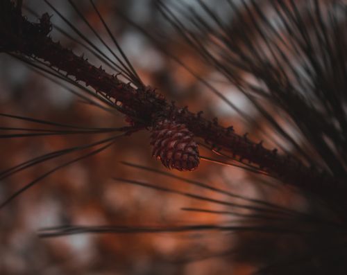 Free A soft-focus close-up of a pine cone on a branch, featuring warm, earthy tones. Stock Photo