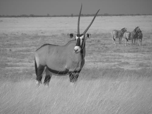 Free stock photo of antelope