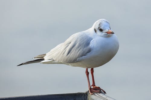 Free Close-up of a Perching Seagull Stock Photo