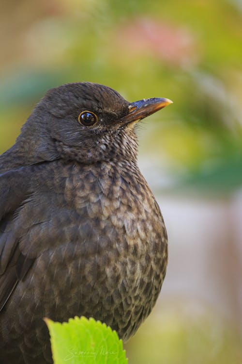 Free Black Bird in Close Up Photography Stock Photo