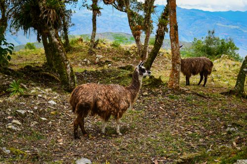 Free Two llamas grazing in a lush forest in Chachapoyas, Peru, amidst trees and mountains. Stock Photo