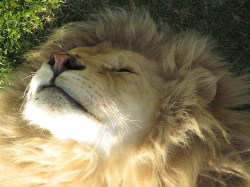 Free stock photo of lion, sleeping