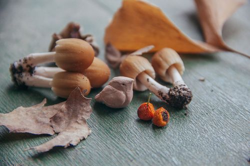 Free Detailed closeup of mushrooms and autumn leaves on a rustic surface. Stock Photo