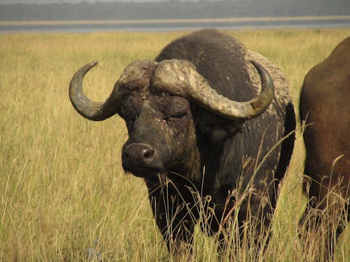 Free stock photo of buffalo