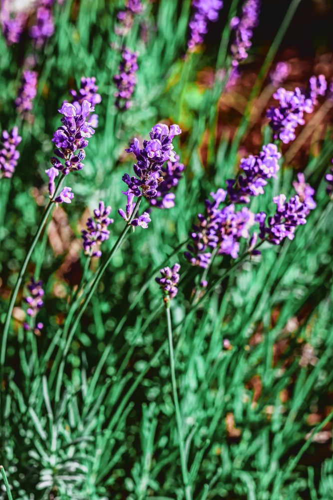 Fragrant Photos, Download The BEST Free Fragrant Stock Photos & HD Images
