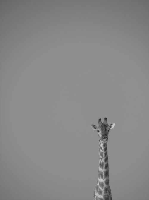 Free Giraffe on Grayscale Effect Portrait Stock Photo