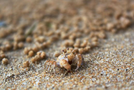 Detailed view of a small sand crab on the beach showing its natural habitat.