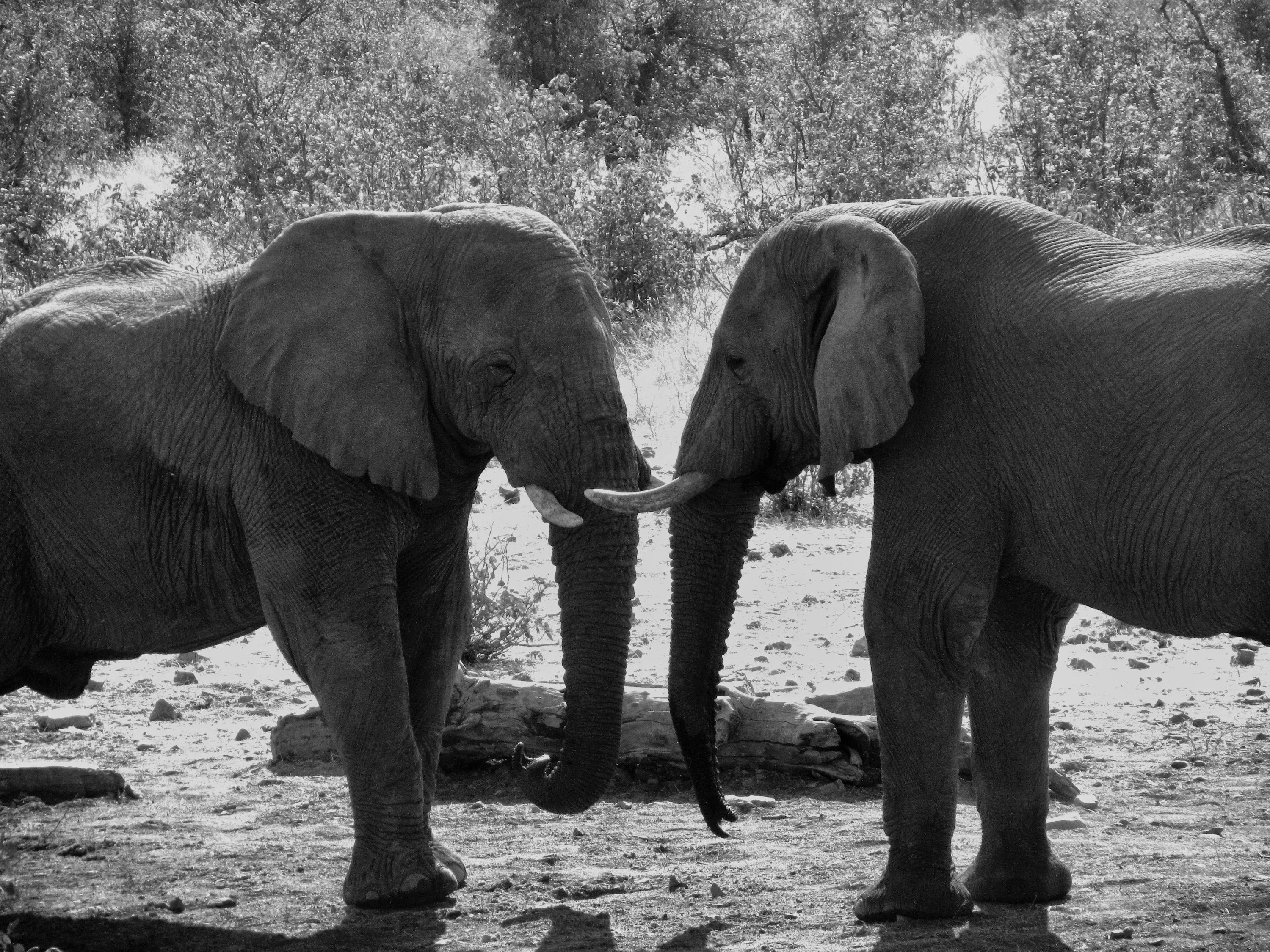 Grey Scale Photograph of Two Elephant\
