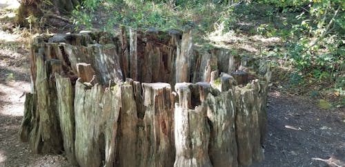 Kostenloses Stock Foto zu zedernbaumstumpf