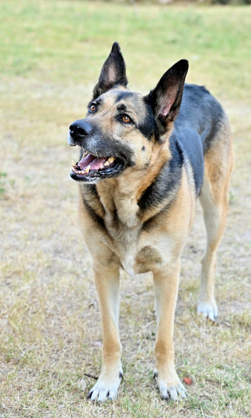 Close up of German Shepherd