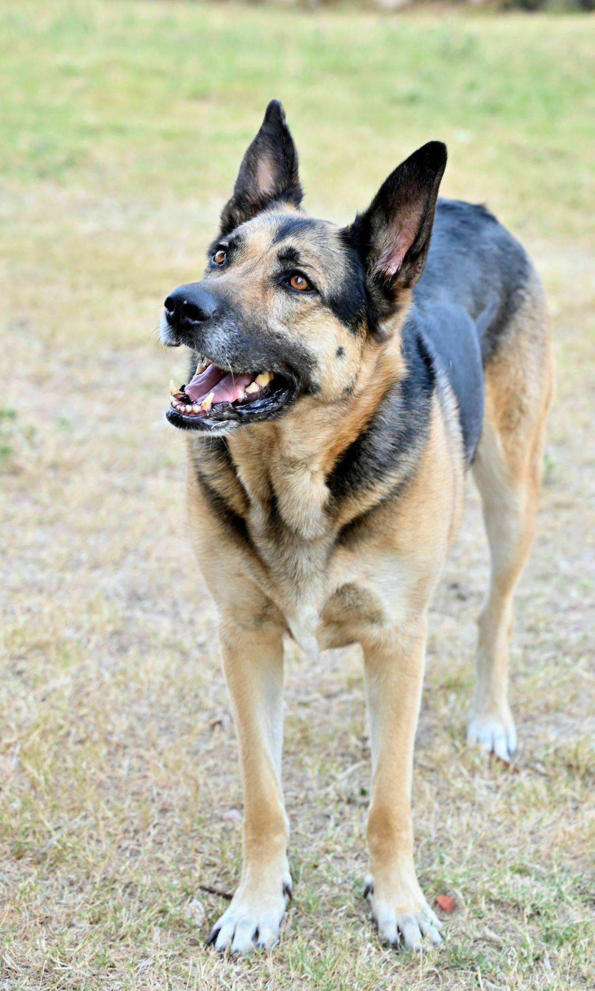 Berger allemand debout, attentif, dans un pré