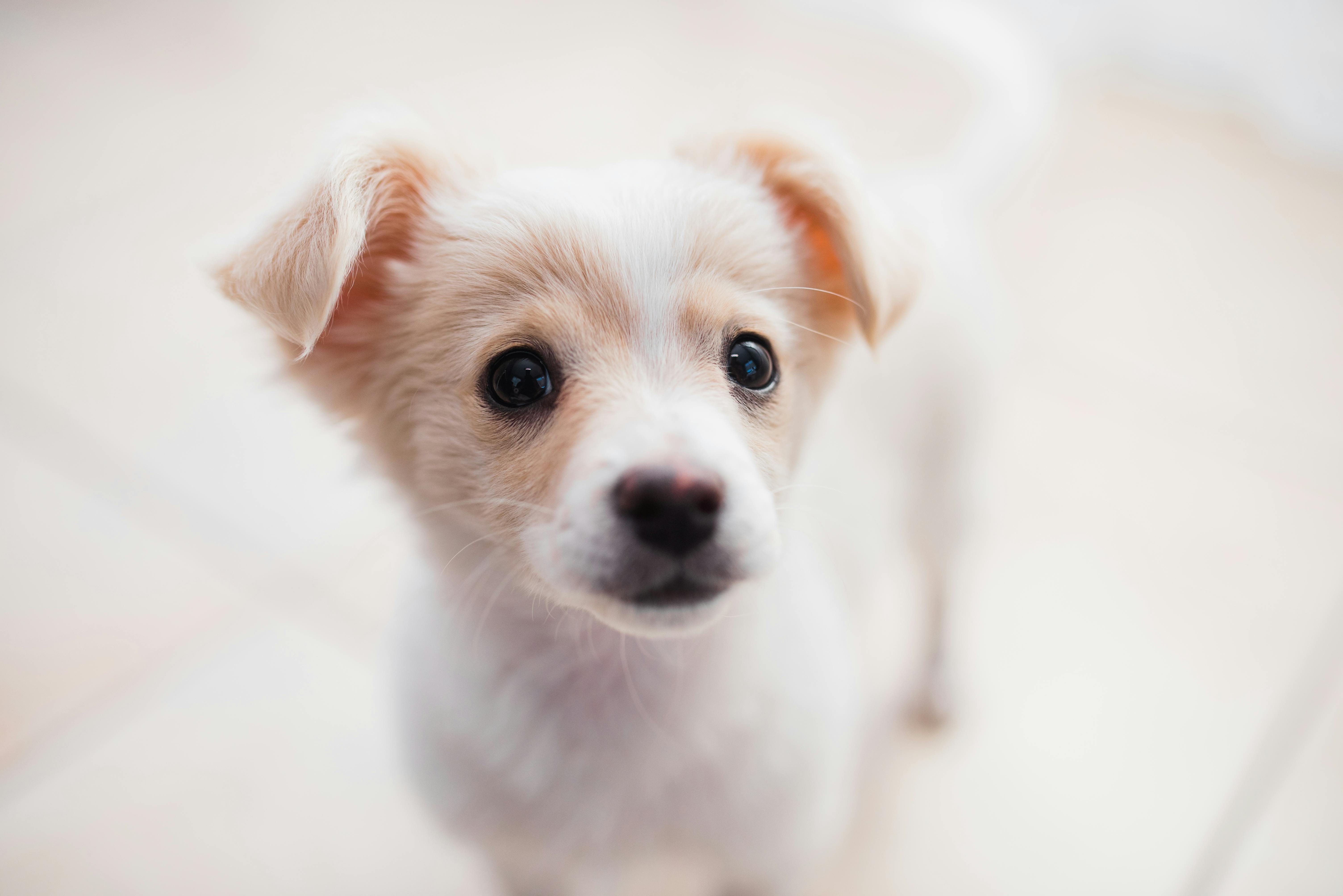 Cute Puppy Group Tiny Dogs HD wallpaper  Pxfuel