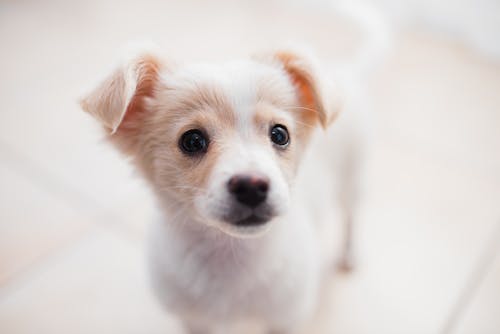 Close Up Photo of a Puppy