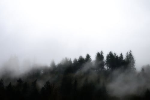 Fog over fir forest in misty morning