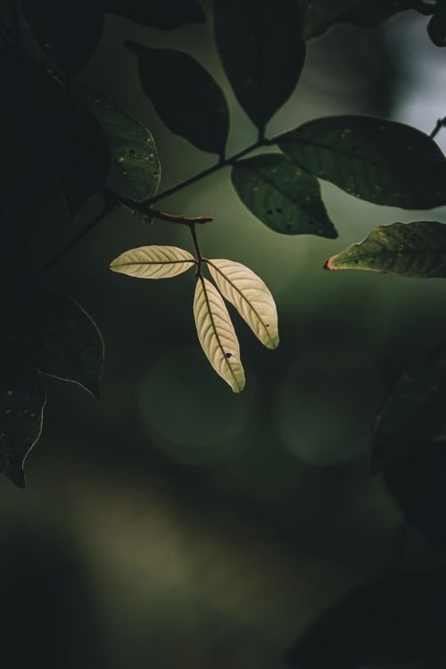 Free Artistic close-up of sunlit leaves with a dark, moody background, captured outdoors. Stock Photo