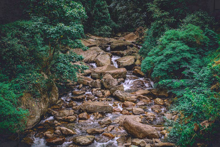 Stream Among Lush Vegetation