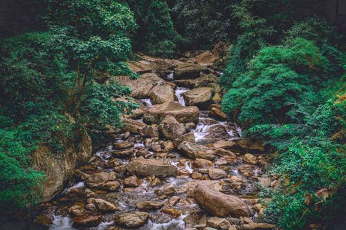 Free Tranquil rocky stream flowing through lush woodland, surrounded by vibrant green foliage. Stock Photo