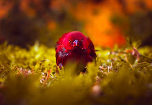 Close-up of a vibrant red bird amidst colorful autumn foliage. Captivating nature shot.