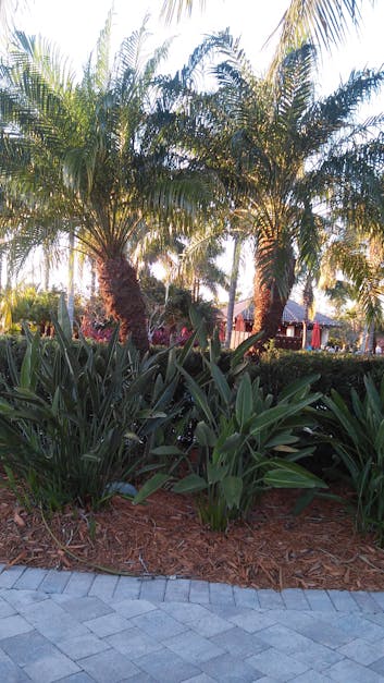 Free stock photo of florida, palm trees, twin trees