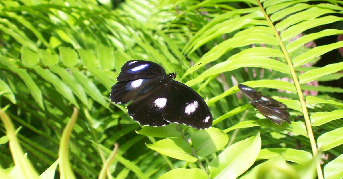 Free stock photo of butterflies, butterfly, green