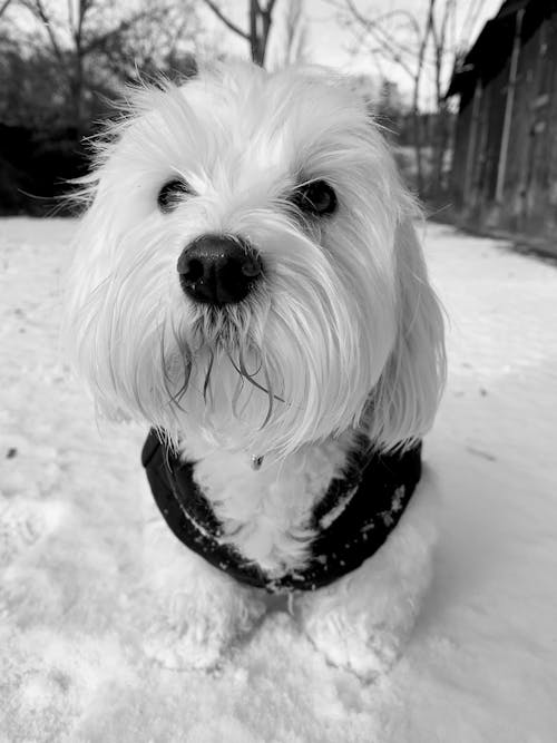 写真, 動物の写真, 犬の無料の写真素材