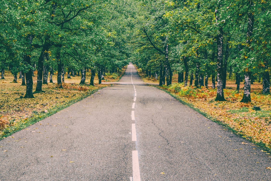Free Highway in the Middle of Forest Stock Photo
