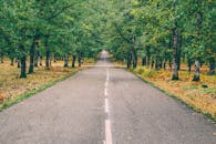 一条宁静的道路穿过希腊伊利亚的金秋森林，林中秋叶金黄