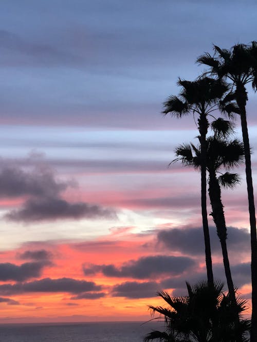 Silhouette of Palm Trees at Sunset
