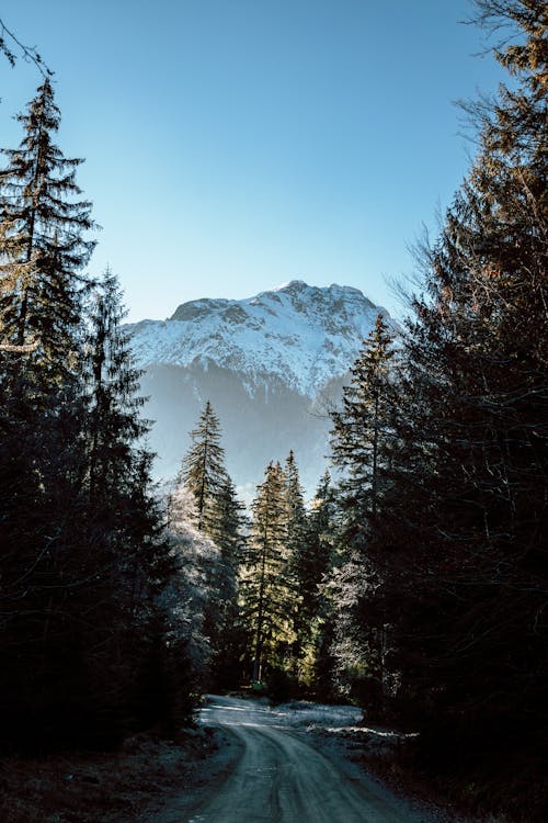 Kostnadsfri bild av snötäckt, stenigt berg, träd
