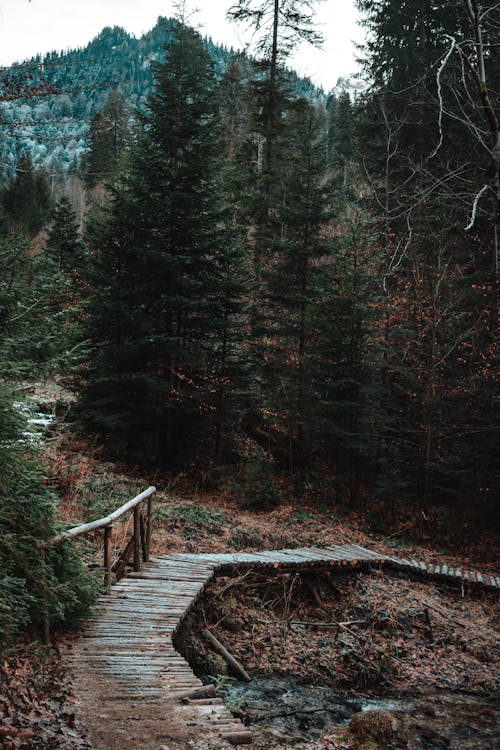 Základová fotografie zdarma na téma borovice, chodník, fotografie přírody