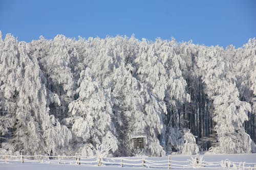 Foto d'estoc gratuïta de arbres, blanc, bosc