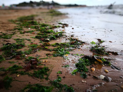 Foto stok gratis pantai, pasang, pasir