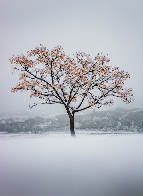 Free A Tree on Snow Covered Ground Under the White Sky Stock Photo