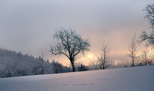 grátis Foto profissional grátis de árvores, árvores nuas, com frio Foto profissional