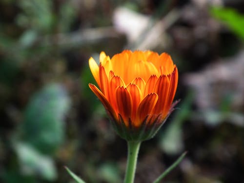 Fotografia Makro żółtego I Czerwonego Kwiatu