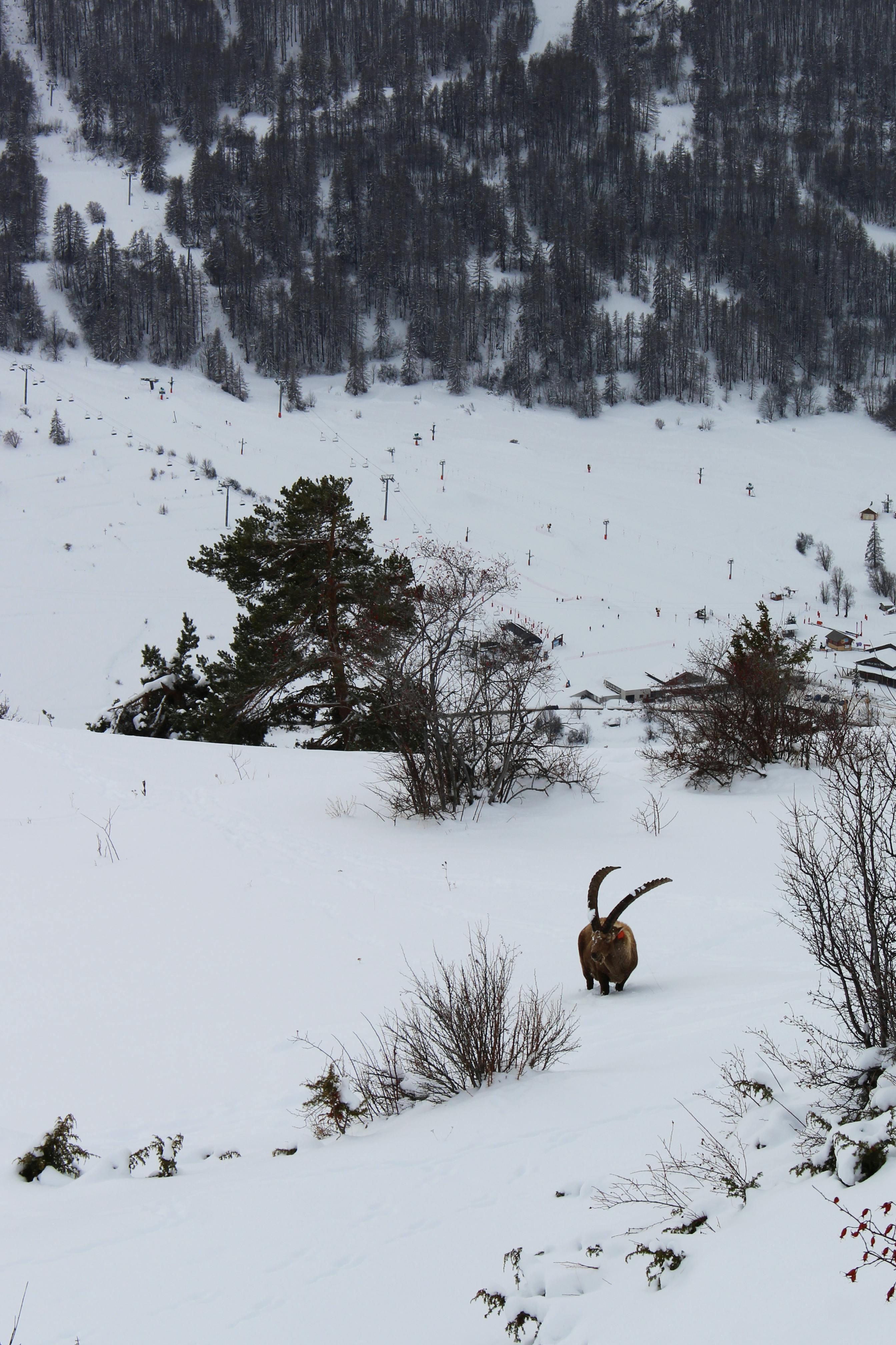 grátis Um íbex Alpino Caminhando Em Solo Coberto De Neve Foto profissional