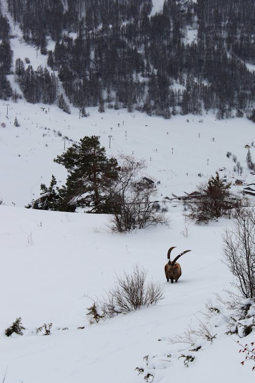 Fotobanka s bezplatnými fotkami na tému alpský ibex, chôdza, cicavec