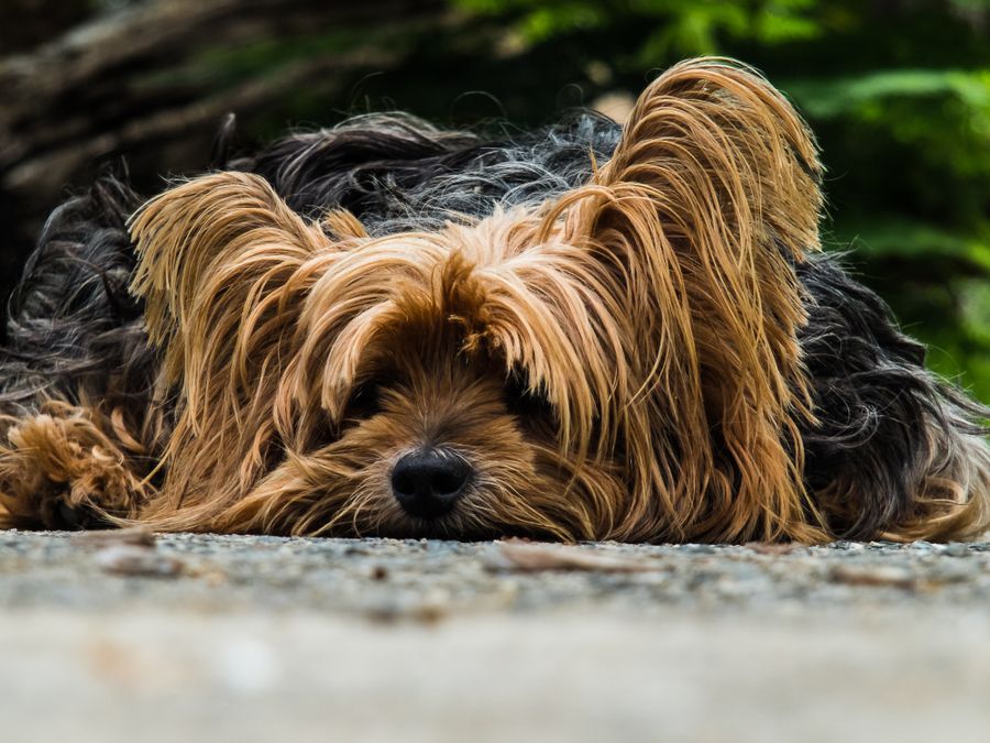 Yorkshire Terrier avec long poil soyeux autour de la tête et du corps