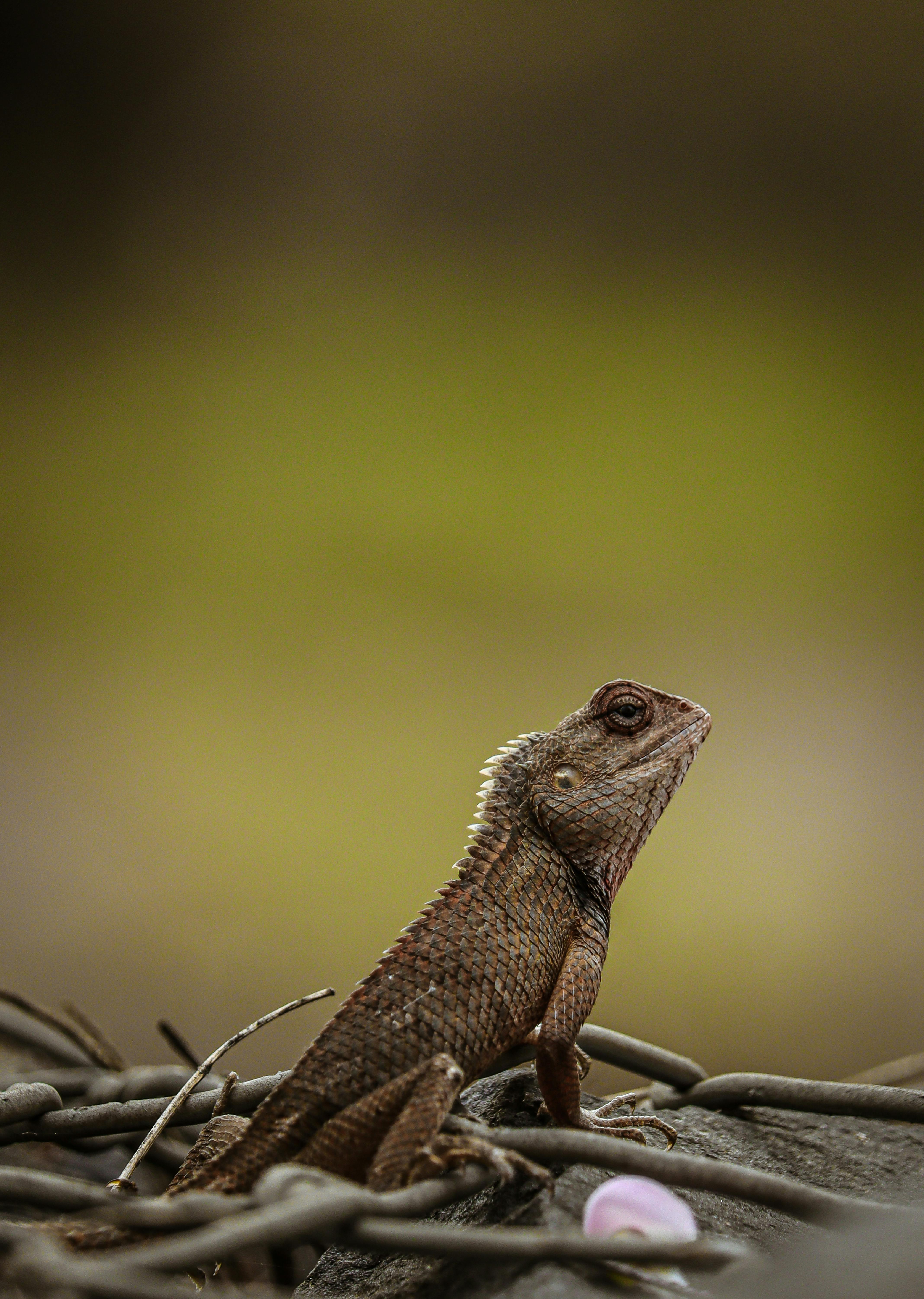 Oriental Garden Lizard In Close-up Photography · Free Stock Photo