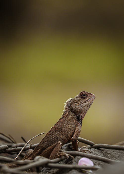 Oriental Garden Lizard in Close-up Photography
