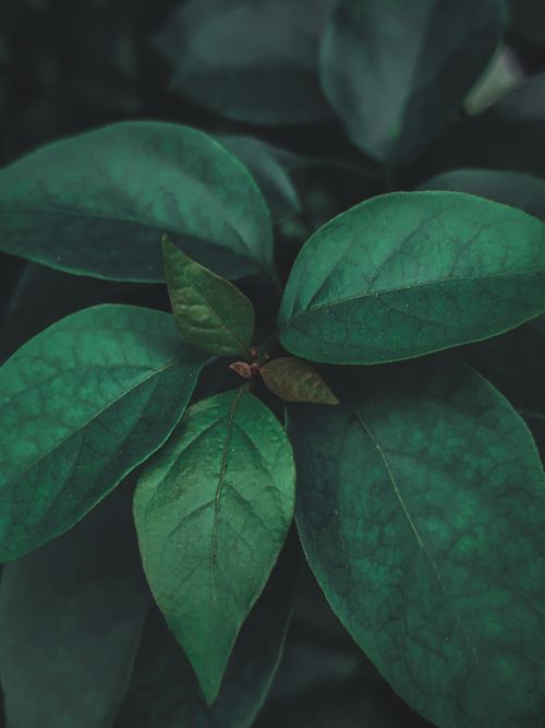 Free Detailed shot of lush green leaves showcasing natural beauty in Pimpri-Chinchwad, India. Stock Photo