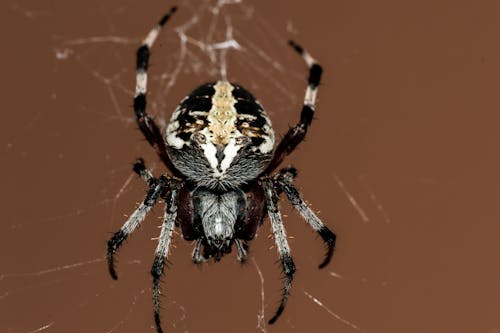 Gratis arkivbilde med edderkopp, edderkoppdyr, edderkoppnett