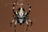 蜘蛛在网上的特写细节展示了其独特的标记和结构
