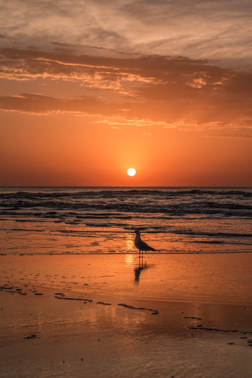 Immagine gratuita di alba, animale, cielo