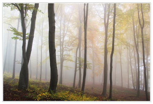 Gratis lagerfoto af dis, natur, skov